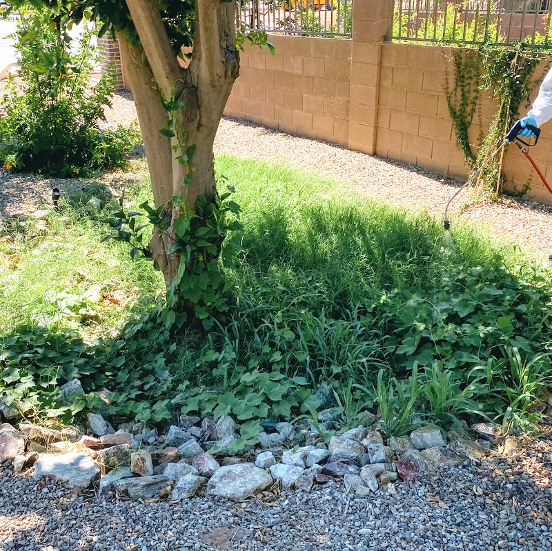 Weed & Lawn Care in Apache Junction