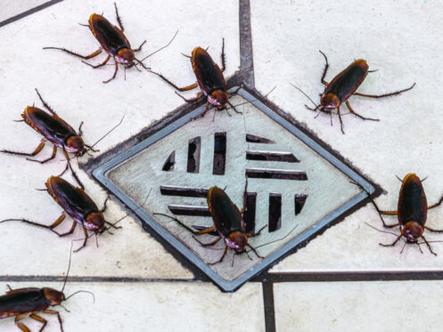 Roach Pest Control in Phoenix, Tucson, & the East Valley, AZ