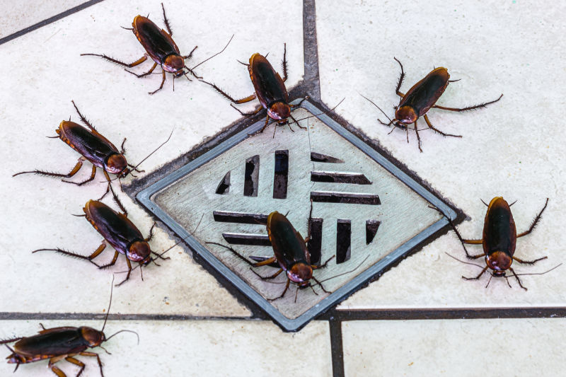 9 Signs Of Bug Infestation In Your Home - Cockroaches Surrounding a Drain.