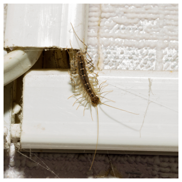 centipede crawling into an electrical cover