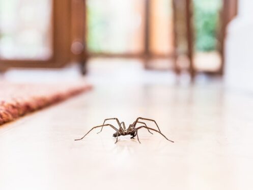 Spider Pest Control in Phoenix and Tuscon, AZ