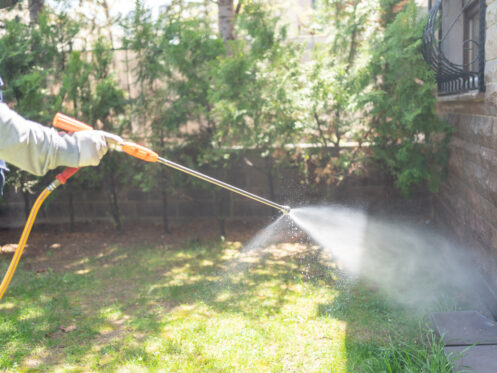 Seasonal pest control services in Phoenix, AZ