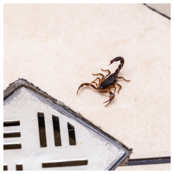 Scorpion Pest Control in Phoenix & Tucson