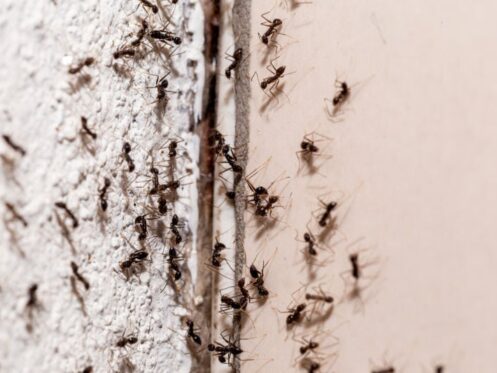 Ant Pest Control in Phoenix, Tucson, & East Valley, AZ