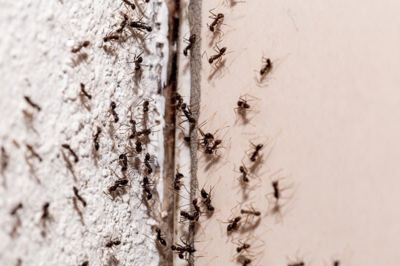 Image of ants. How to Get Rid of Ants.