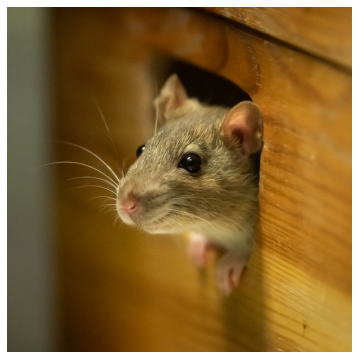 mouse popping its head out of a hole in a piece of wood