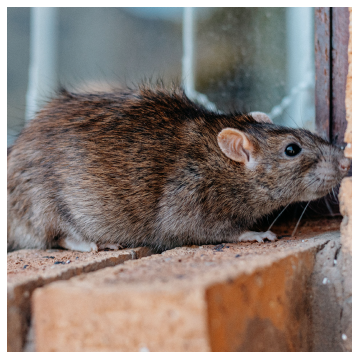 dirty rat on a window sill