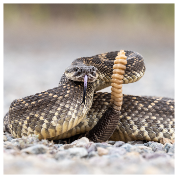 rattlesnake shaking their tail