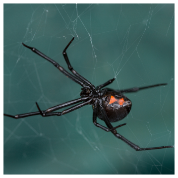 black widow in a web