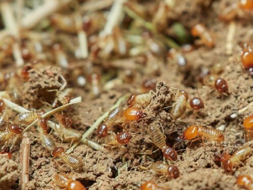 termites | Bucksworth