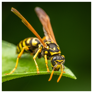 yellow and black wasp on a leaf