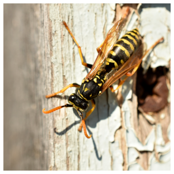 yellow jacket walking on wood